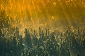 暁の光に満たされた森の画像