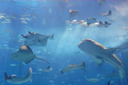 深海魚群